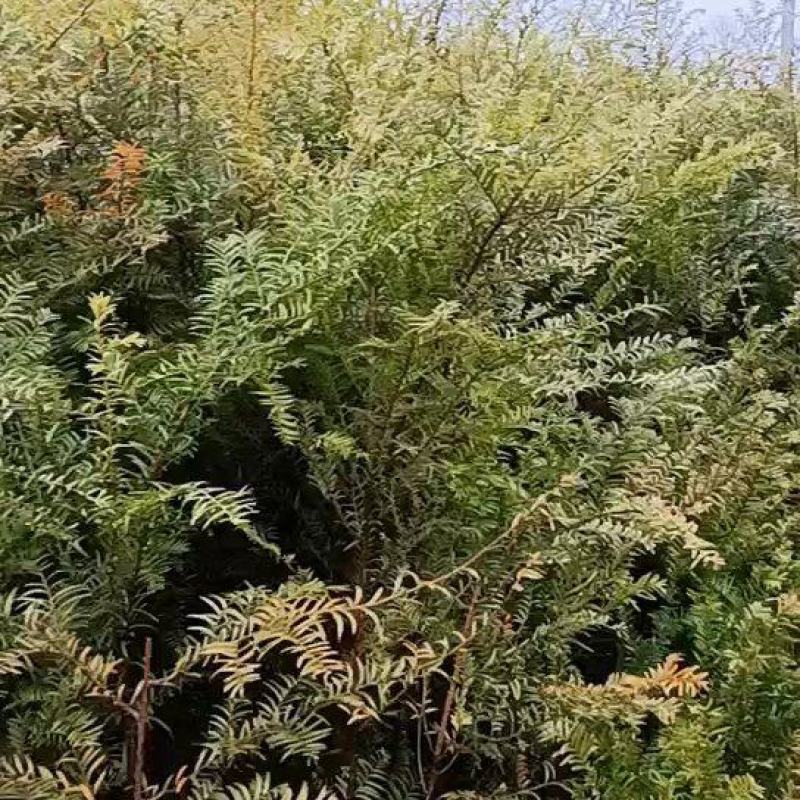1一5公分红豆杉南方红豆杉1一5公分红豆杉南方红豆杉