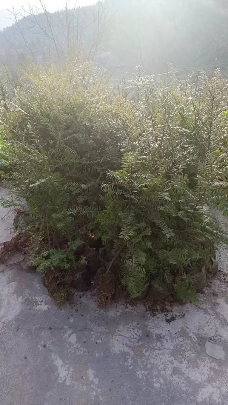 1一5公分红豆杉南方红豆杉1一5公分红豆杉南方红豆杉