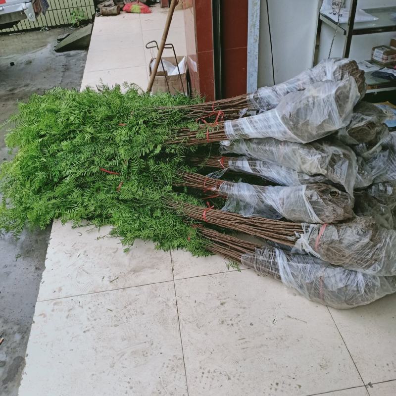 1一5公分红豆杉南方红豆杉1一5公分红豆杉南方红豆杉