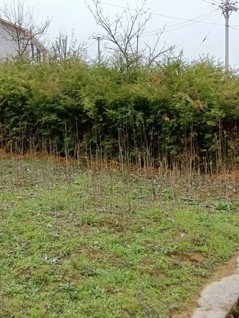 1一5公分红豆杉南方红豆杉1一5公分红豆杉南方红豆杉