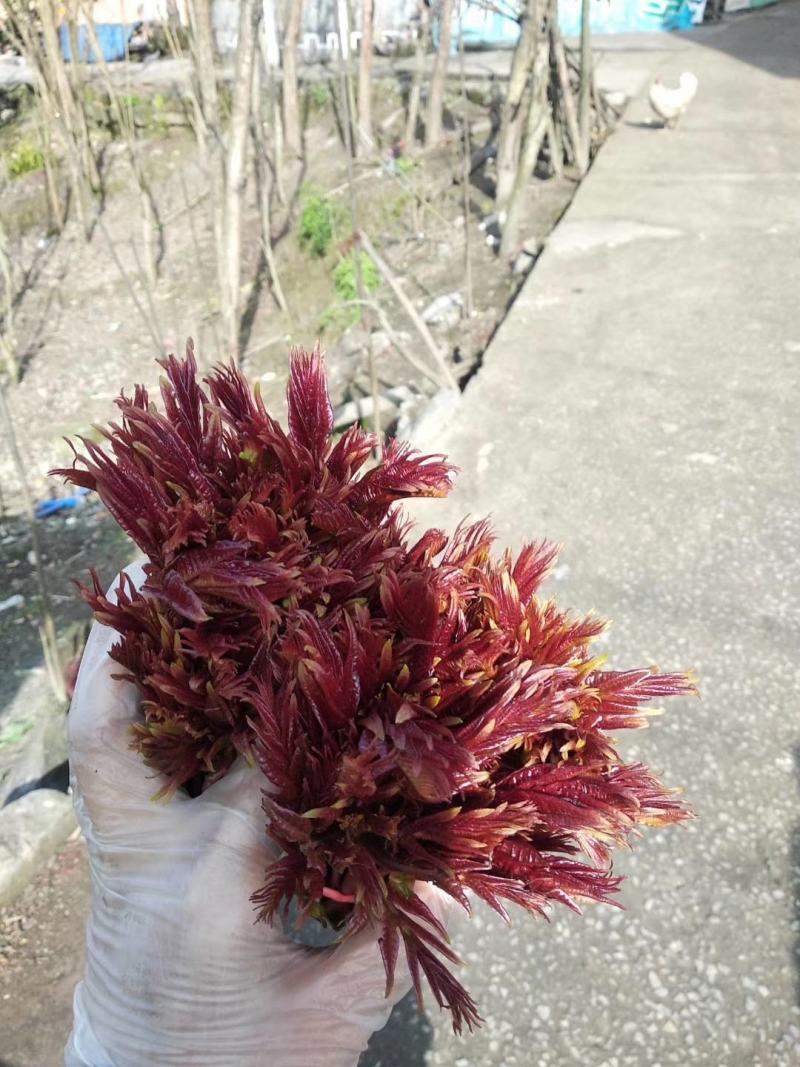 大竹香椿，承接批发，代收，代发等各种业务