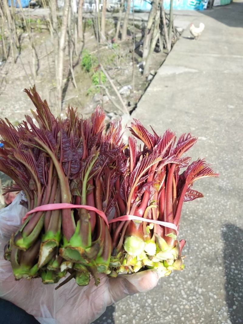 大竹香椿，承接批发，代收，代发等各种业务