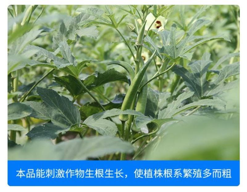 尚硕黄瓜丝瓜芒果茄子瓜果蔬菜叶面膨大素拉长拉直灵