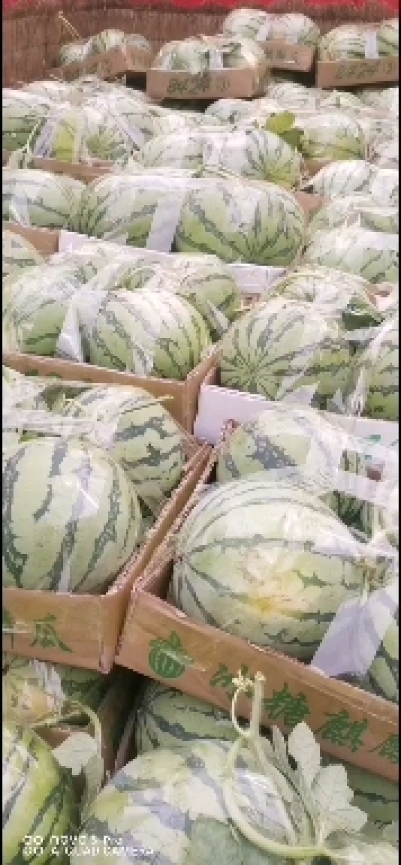 精品麒麟8424