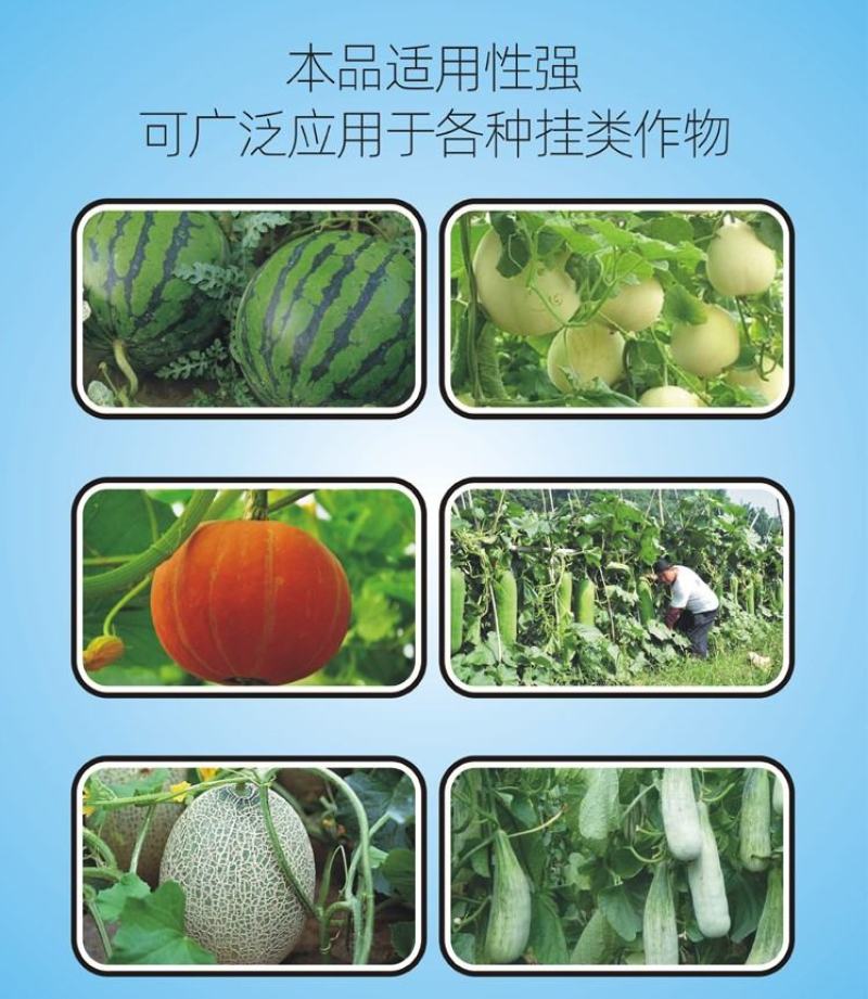 尚硕瓜类叶面肥黄瓜哈密瓜甜瓜西瓜等瓜类膨大素拉长剂