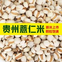 当季新货薏米仁贵州薏米绿色无硫无添加可免费打粉