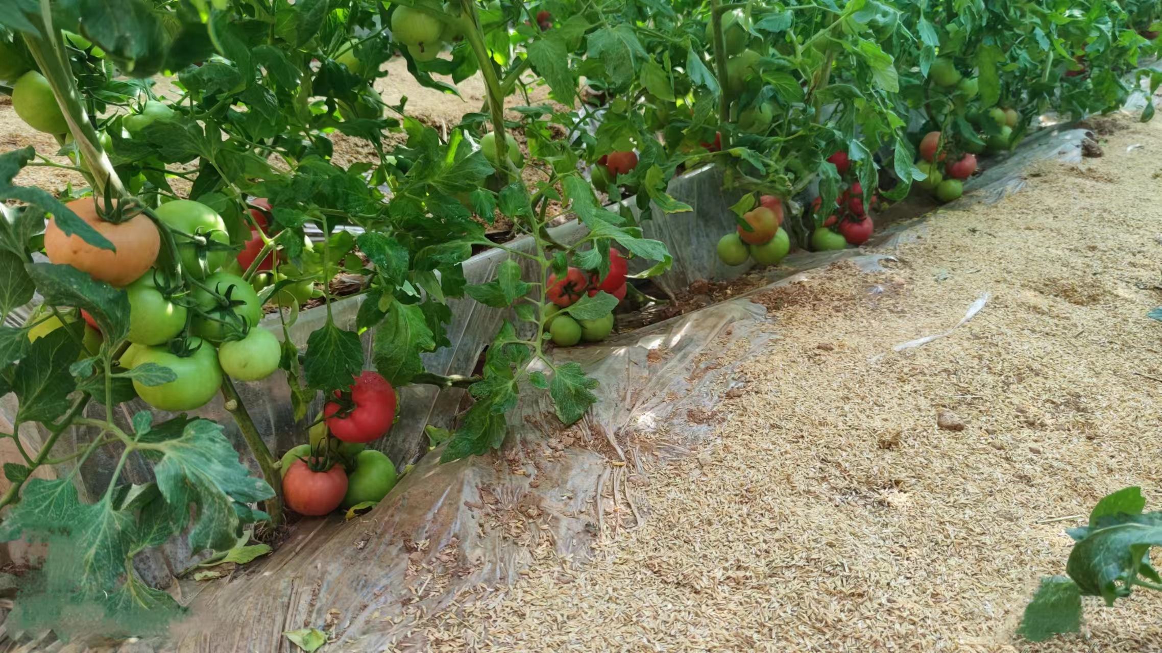 手工采摘的普罗旺斯西红柿,果农正在田间挑选成熟的果实,展示出传统农业的细致与用心。 普罗旺斯西红柿采摘过程的照片