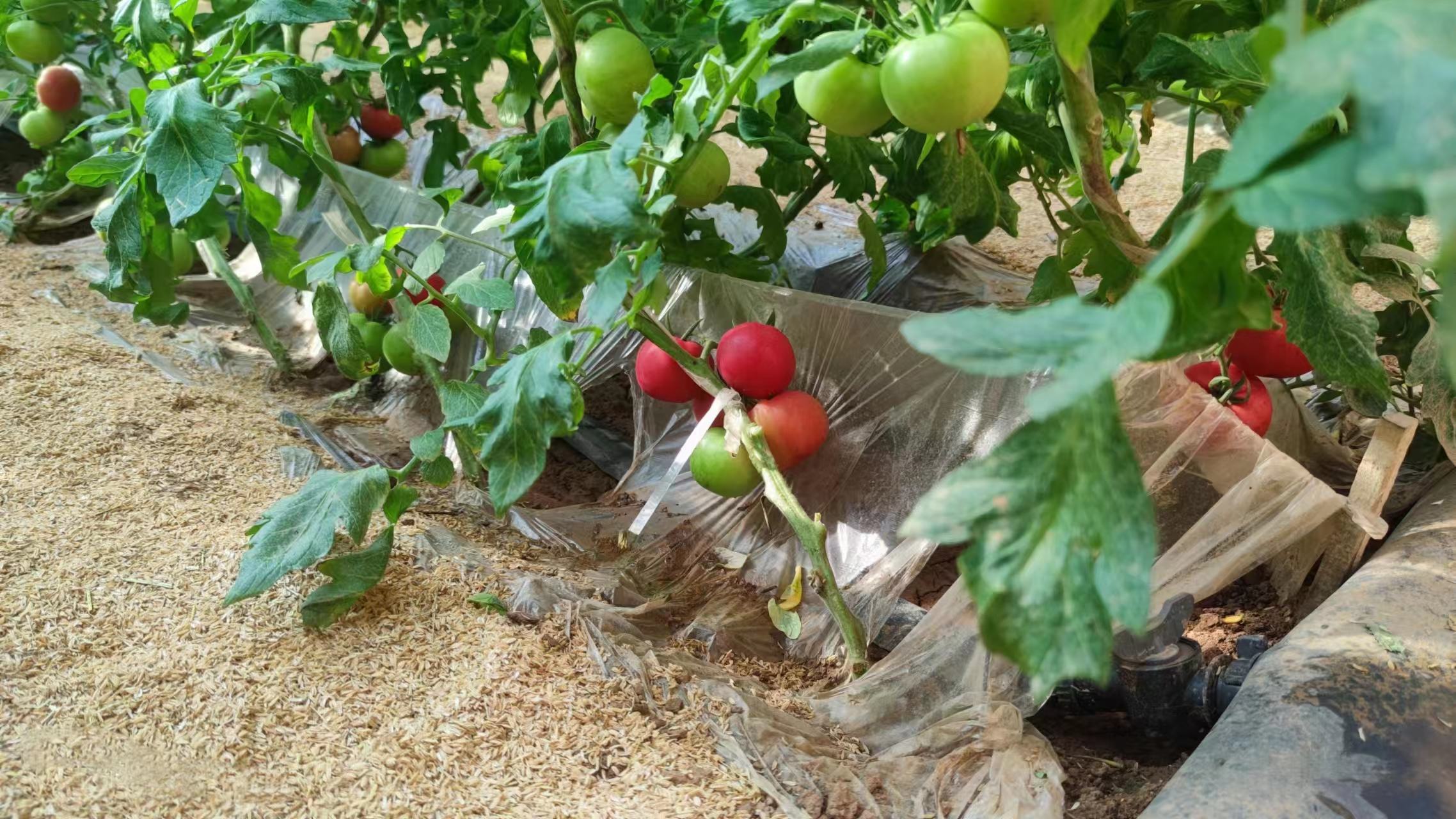 普罗旺斯粉西红柿与红西红柿田间种植对比图