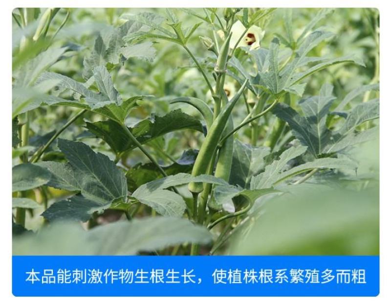 尚硕茄果专用叶面肥辣椒茄子番茄圣女果膨大素拉长剂