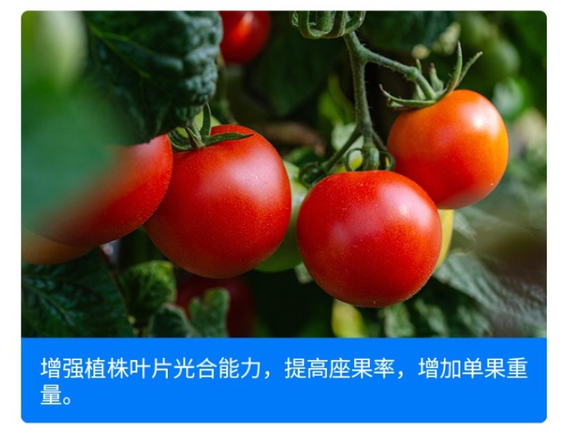 尚硕茄果专用叶面肥辣椒茄子番茄圣女果膨大素拉长剂