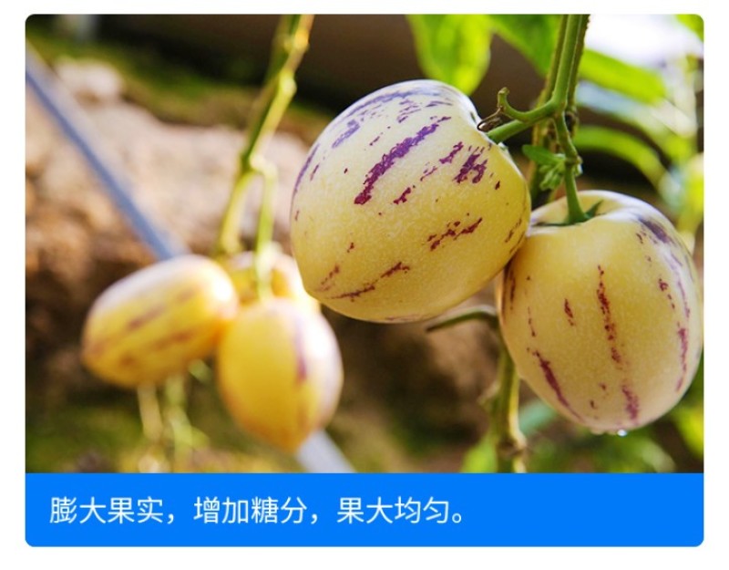 尚硕茄果专用叶面肥辣椒茄子番茄圣女果膨大素拉长剂