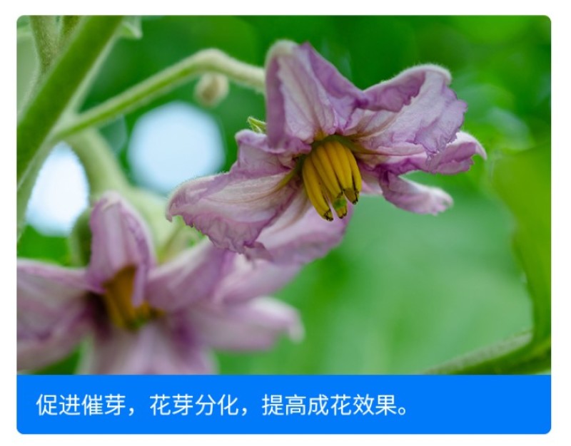 尚硕茄果专用叶面肥辣椒茄子番茄圣女果膨大素拉长剂