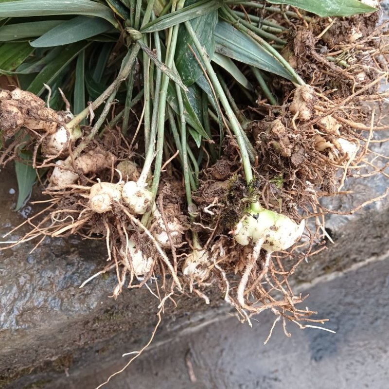 高杆姜型大黄精种苗
