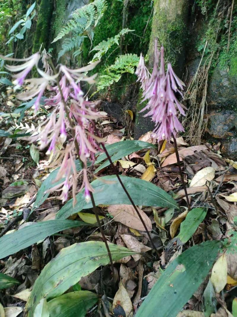 毛慈菇果夹饱满成活率高，成熟度好每年9月开始采摘