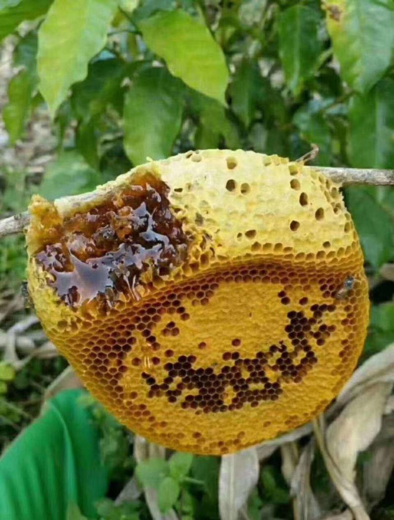 野生大挂蜜