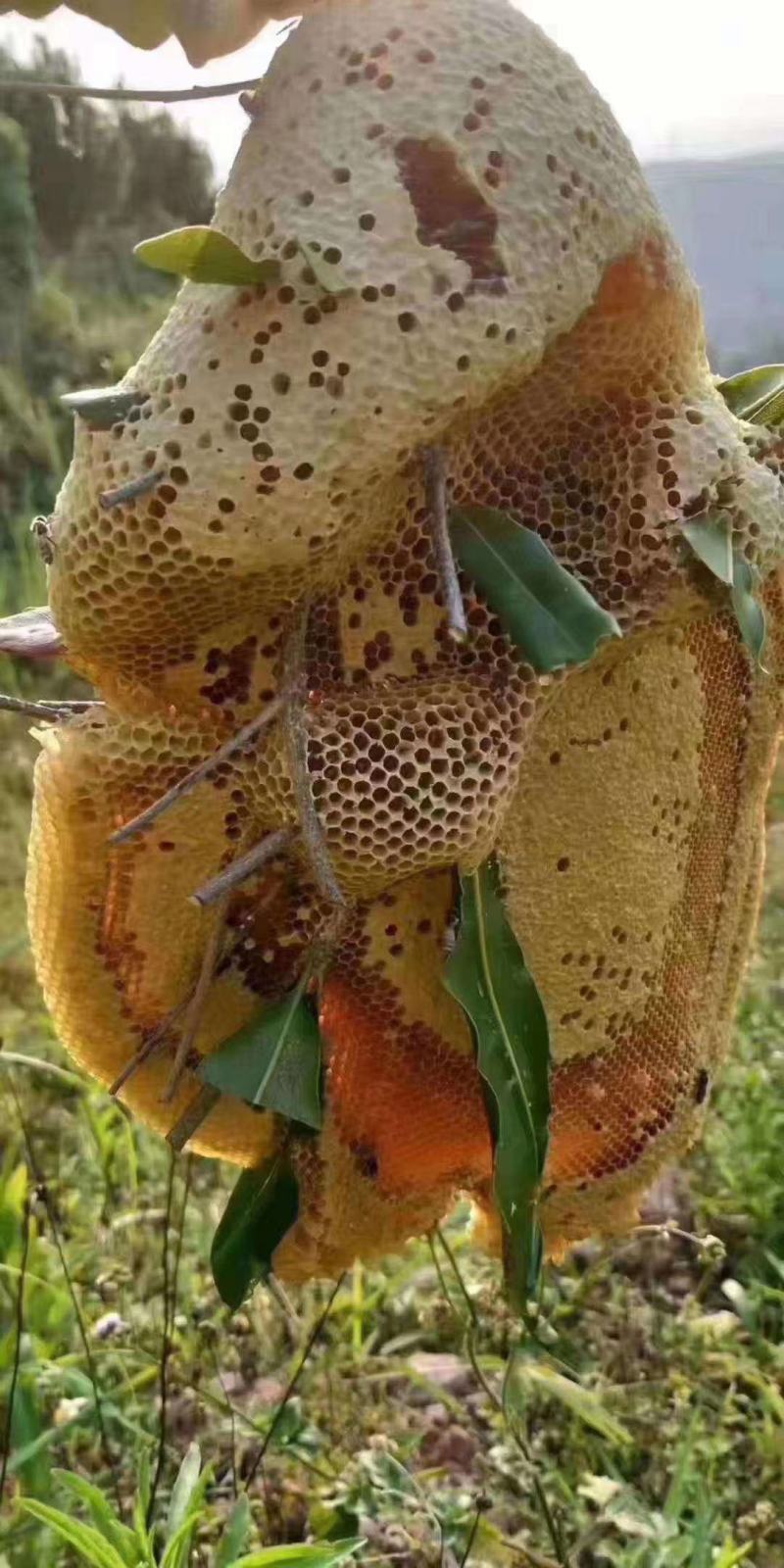 野生大挂蜜