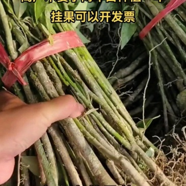 改良高产木姜子苗包技术包指导包成活率价格可商量