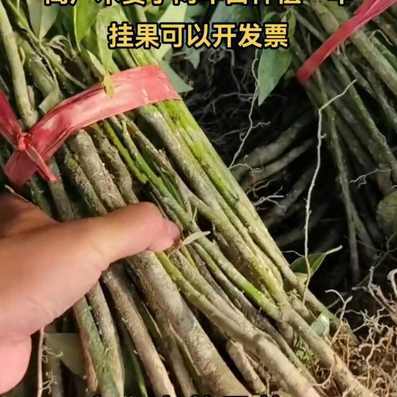 改良高产木姜子苗包技术包指导包成活率价格可商量