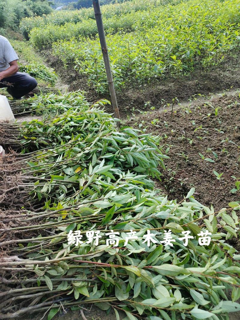 改良高产木姜子苗包技术包指导包成活率价格可商量