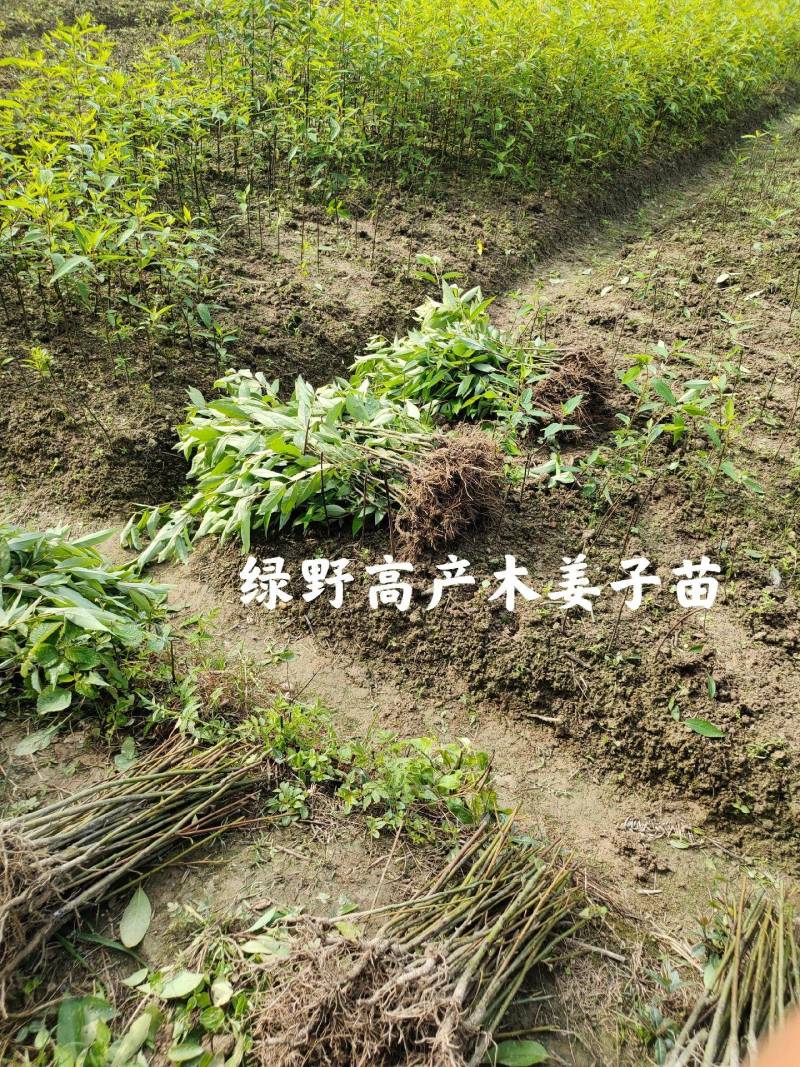 改良高产木姜子苗包技术包指导包成活率价格可商量