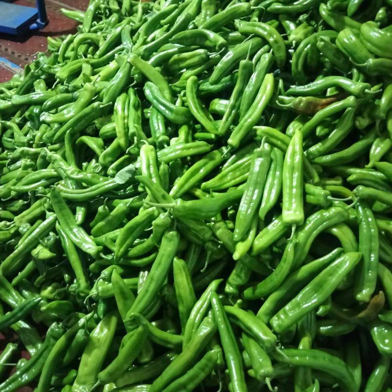 绿皮尖椒.质量好.颜色好.产地代办.91