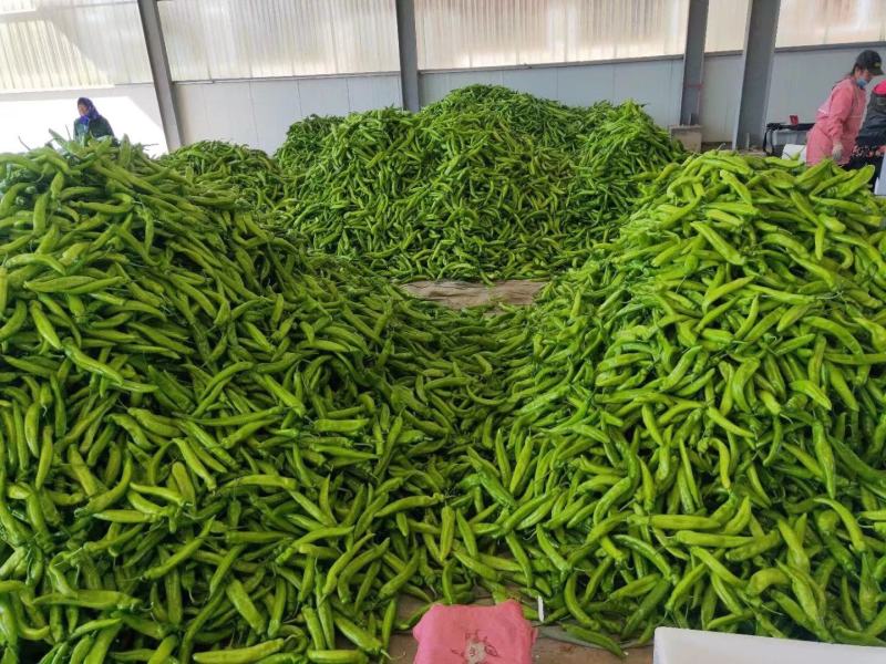 绿皮尖椒.质量好.颜色好.产地代办.91