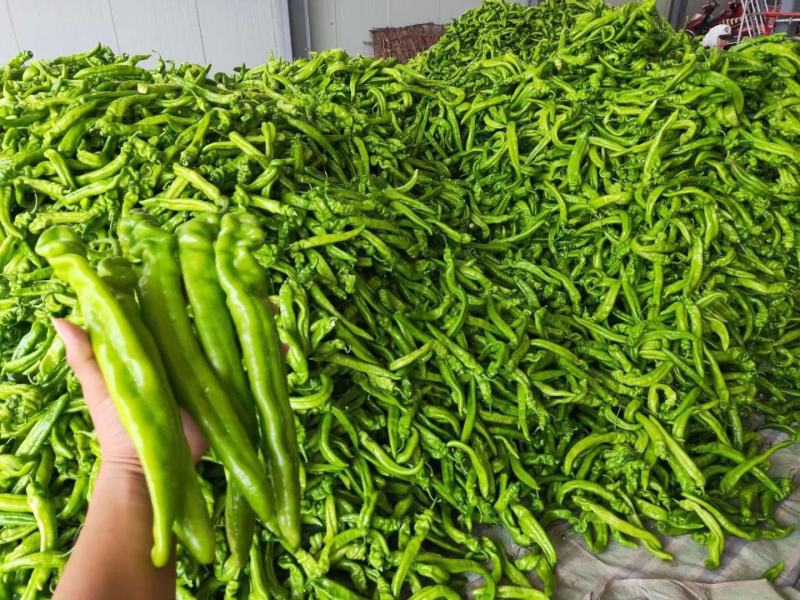 绿皮尖椒.质量好.颜色好.产地代办.91