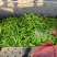 绿皮尖椒.质量好.颜色好.产地代办.91