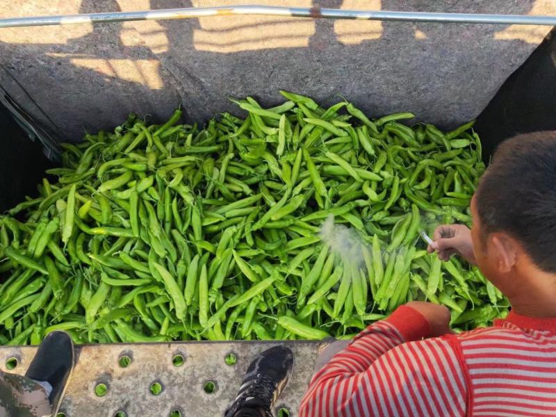 绿皮尖椒.质量好.颜色好.产地代办.91