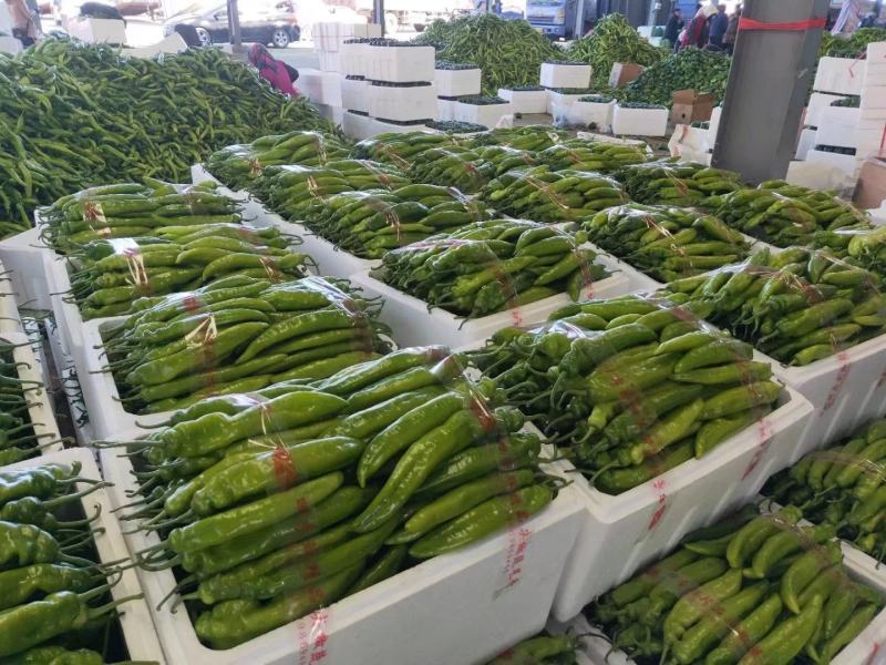 绿皮尖椒.质量好.颜色好.产地代办.91