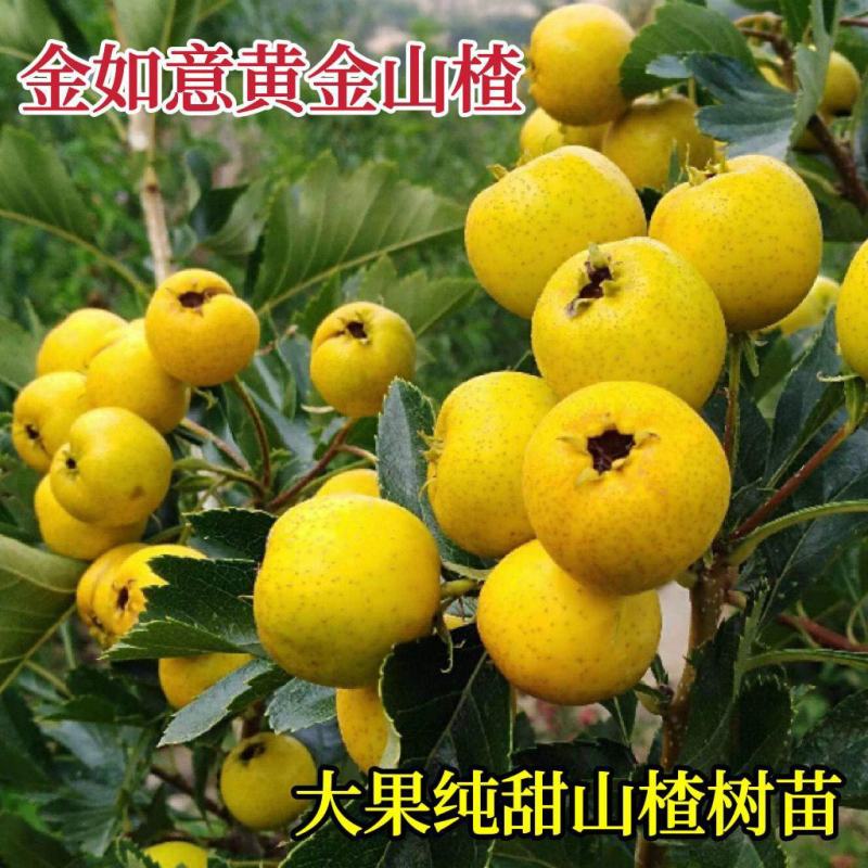 黄山楂树苗大果黄山楂黄金豆山楂苗大金星大五棱当年结果
