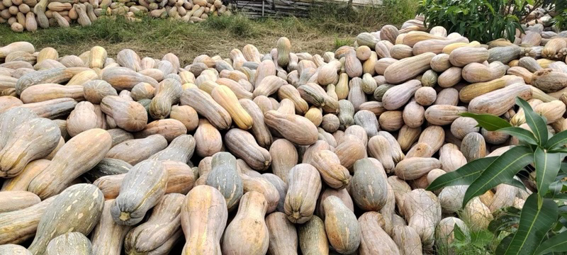云南楚雄蜜本南瓜量大从优欢迎各位老板随时致电咨询