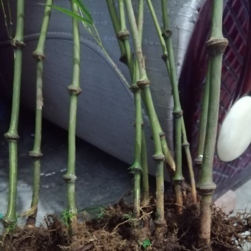 云南特产邛竹节节高
