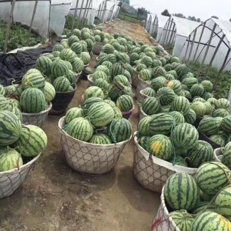 云南美都西瓜，瑞丽美都西瓜，盈江美都麒麟西瓜，商超档口