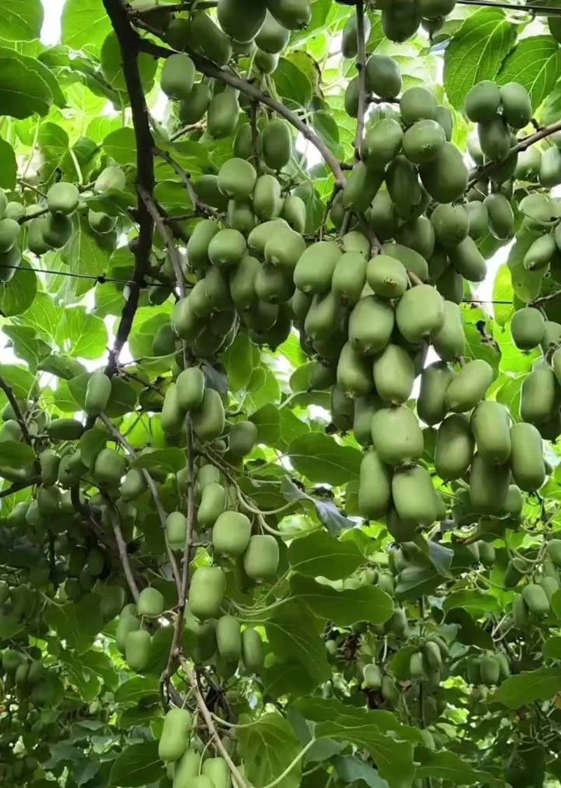 改良高产软枣奇异莓新品种苗包成活率全国发货