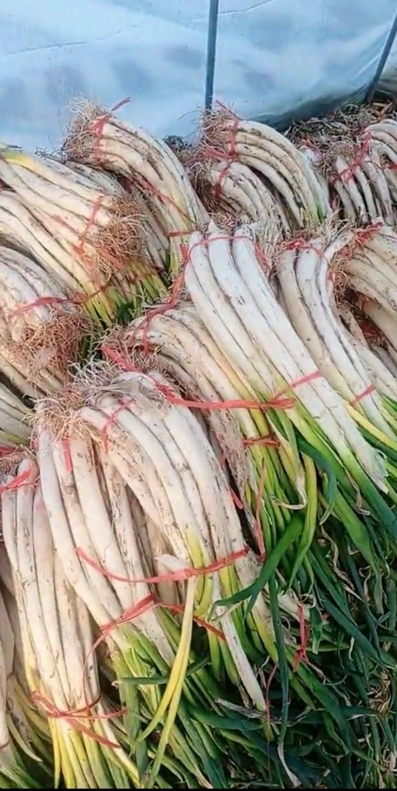 临洮羊角葱