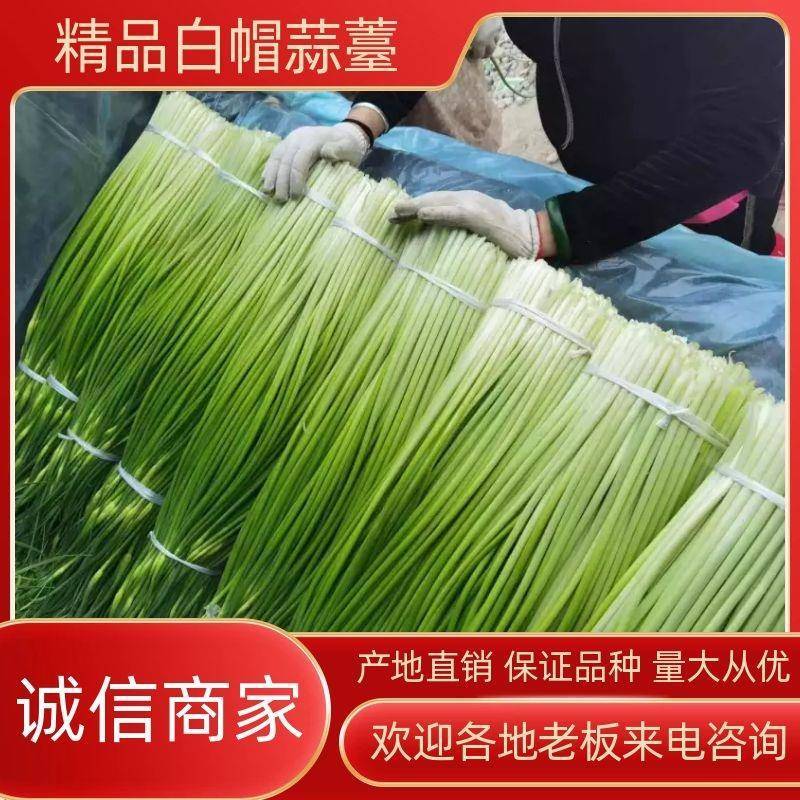 精品红帽白帽蒜苔，产地直发，当天发车，现采现发，