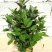 四季茶花新品种夏日七心怀金托紫可现场看货谈价