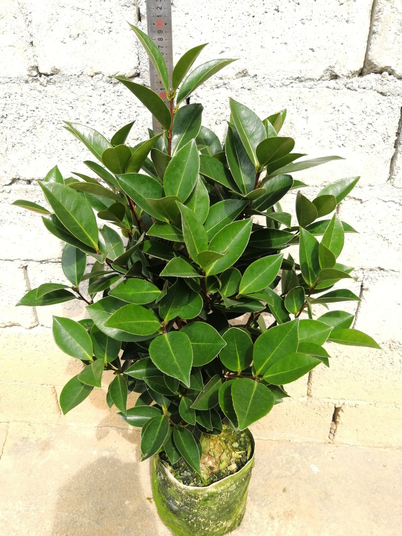四季茶花新品种夏日七心怀金托紫可现场看货谈价