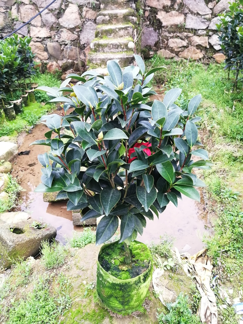 四季茶花新品种夏日七心怀金托紫可现场看货谈价