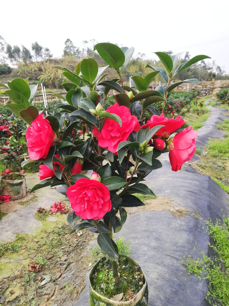 四季茶花新品种夏日七心怀金托紫可现场看货谈价