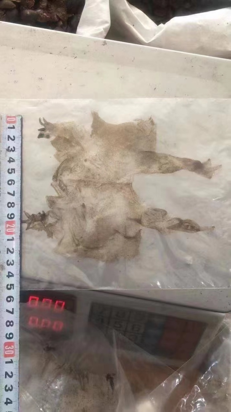 蟾衣千蟾衣癞蛤蟆衣干蟾蜍皮蟾蜍衣蟾衣老蟾蜍粉有蟾皮