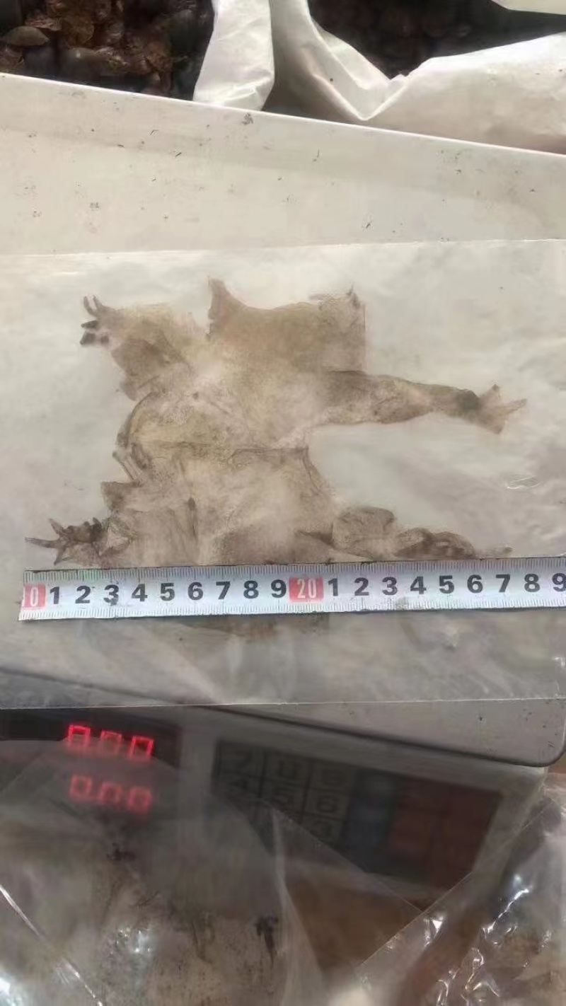 蟾衣千蟾衣癞蛤蟆衣干蟾蜍皮蟾蜍衣蟾衣老蟾蜍粉有蟾皮