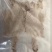 蟾衣千蟾衣癞蛤蟆衣干蟾蜍皮蟾蜍衣蟾衣老蟾蜍粉有蟾皮