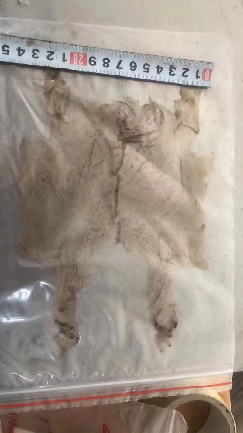 蟾衣千蟾衣癞蛤蟆衣干蟾蜍皮蟾蜍衣蟾衣老蟾蜍粉有蟾皮
