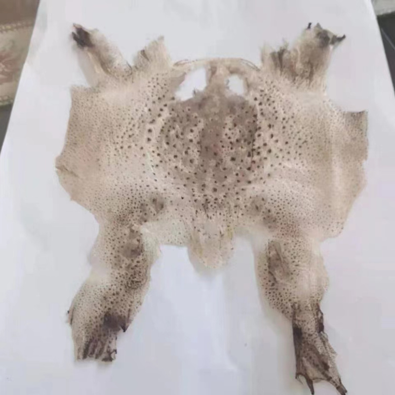 蟾衣千蟾衣癞蛤蟆衣干蟾蜍皮蟾蜍衣蟾衣老蟾蜍粉有蟾皮