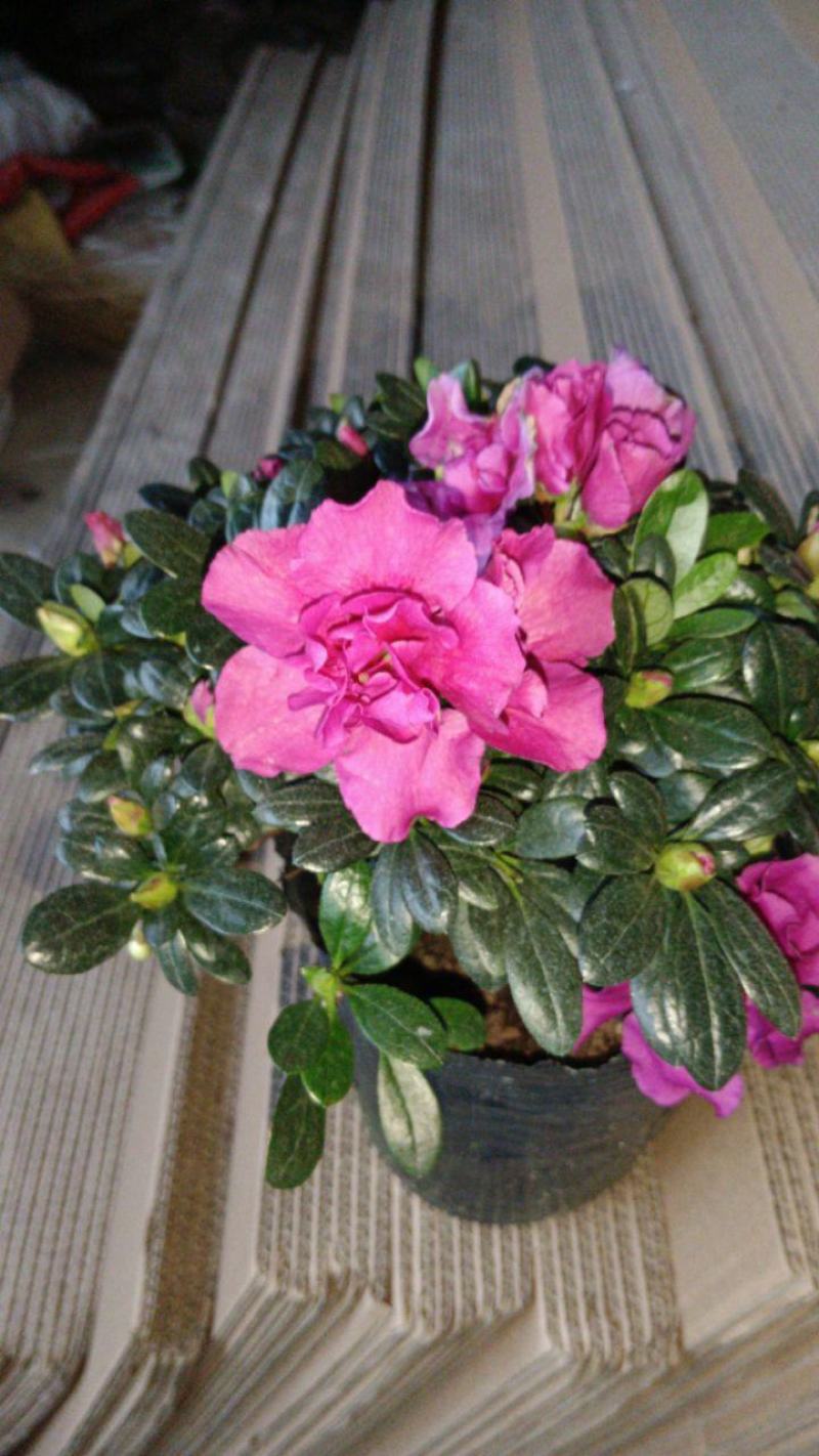 紫色杜鹃花