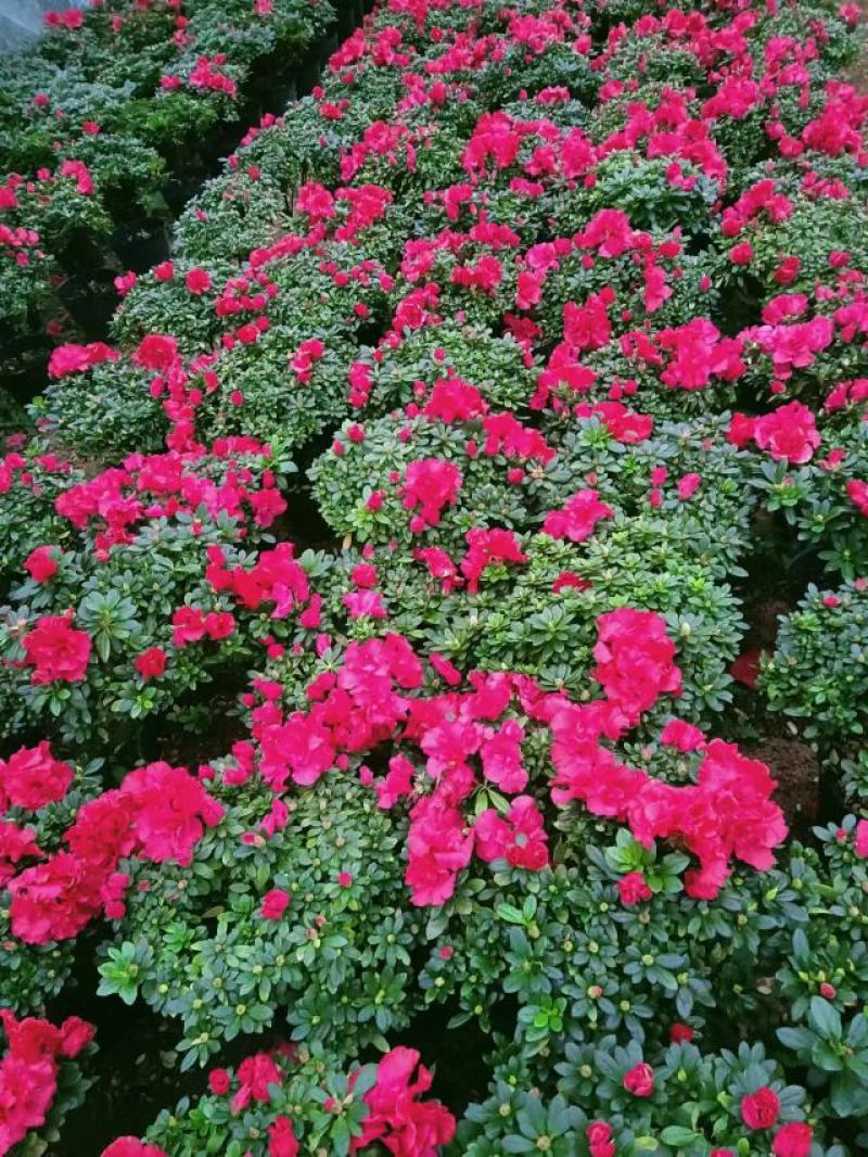 紫色杜鹃花