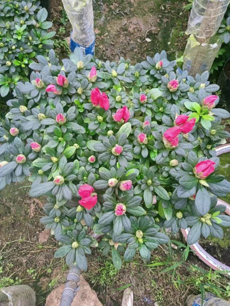 紫色杜鹃花