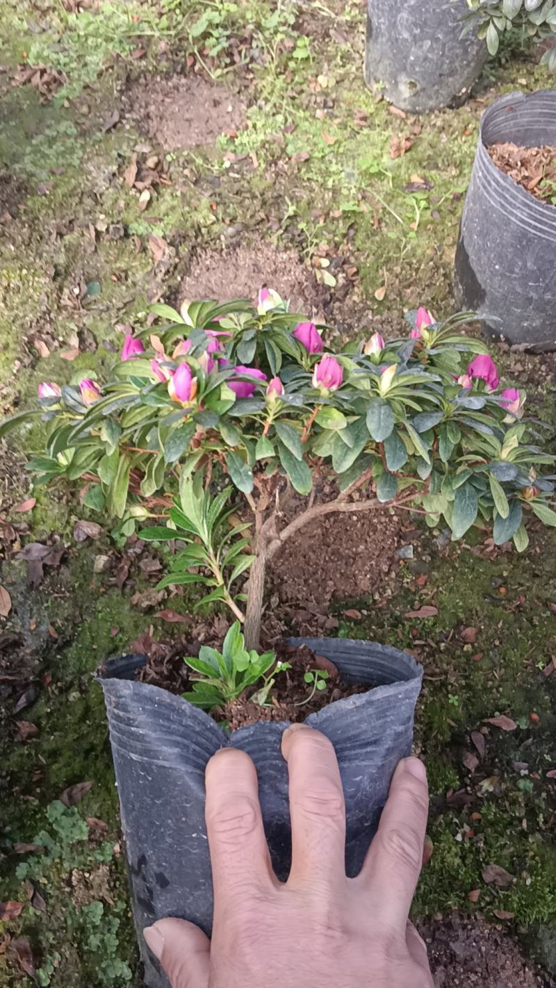 紫色杜鹃花